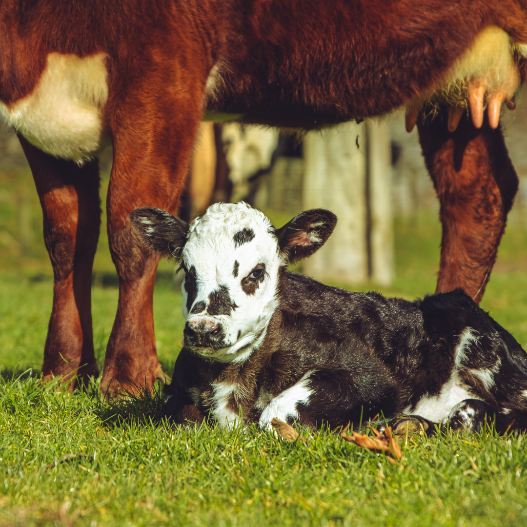 Calf Feeding: Milk Replacer Diets